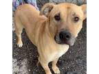 Adopt Thor a Pit Bull Terrier, Labrador Retriever