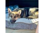 Adopt JEFFERSON SUPERSTAR a German Shepherd Dog, Husky