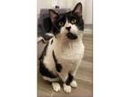 Adopt Mittens a Domestic Short Hair