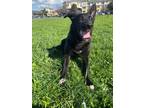 Adopt Bruce a Black Labrador Retriever, Border Collie