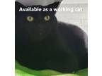 Adopt Arlow a Domestic Short Hair