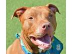 Adopt Kingston a Pit Bull Terrier, Mixed Breed