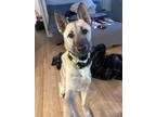 Adopt Rory a German Shepherd Dog