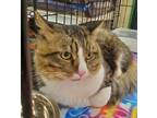 Adopt CHESTER a Tabby