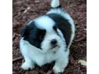 Shih Tzu Puppy for sale in Baltimore, MD, USA