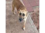 Adopt Jax a Belgian Shepherd / Malinois, Black Mouth Cur