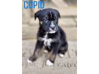 Adopt Cupid a Plott Hound