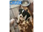 Adopt Crush a Plott Hound