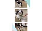 Adopt Patches a Lhasa Apso