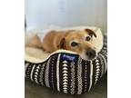 Adopt Barney a Jack Russell Terrier, Shiba Inu
