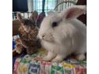 Adopt Gandalf a Lionhead