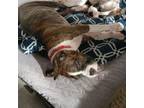 Adopt Bjorn a Boxer, Pit Bull Terrier