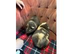 Adopt Max and Bolt a Guinea Pig