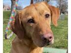 Adopt Gus a Yellow Labrador Retriever, Vizsla