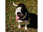 Adopt Bear a Pit Bull Terrier