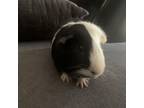 Adopt Pluto a Guinea Pig