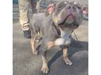 Adopt Elton a Pit Bull Terrier