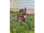 Adopt Bronson a German Shepherd Dog