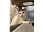 Adopt Stewie a Domestic Short Hair