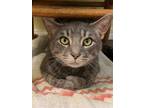 Adopt Rick a Domestic Short Hair