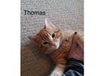Adopt Thomas **bonded with Tiny a Domestic Short Hair