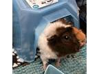 Adopt Milo a Guinea Pig