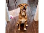 Adopt Pyrite (Ry Ry/Murphy) a Hound, Mixed Breed