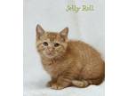 Adopt Jelly Roll a Domestic Short Hair