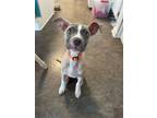 Adopt Patrick a Pit Bull Terrier, Boxer