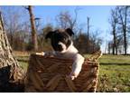 Adopt Axl a Border Collie