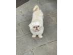 Adopt Champ a Shih Tzu