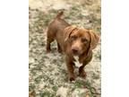 Adopt Biscuits a Dachshund, Mixed Breed