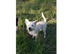 Adopt Fred a West Highland White Terrier / Westie