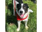 Adopt Ringo a Border Collie, Cattle Dog