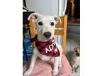 Adopt Blenchi a Whippet