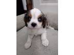 Adopt Finn a Cavalier King Charles Spaniel