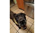 Adopt Demo a Mastiff