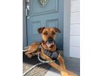 Adopt Rusty a Rhodesian Ridgeback