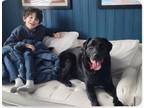 Adopt Tucker a Labrador Retriever