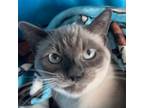 Adopt DavidBowie blue collar a Siamese