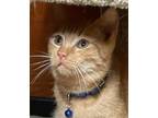 Adopt Watson a Domestic Short Hair