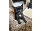 Adopt Rotini a Domestic Short Hair, Domestic Medium Hair