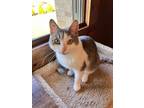 Adopt Alfie a Dilute Calico, Domestic Short Hair