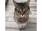 Adopt Molly a Tabby