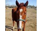 Adopt Reba a Quarterhorse