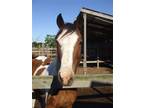 Adopt Queen a Paint / Pinto, Quarterhorse