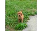 Golden Retriever Puppy for sale in Olathe, KS, USA