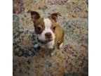 Boston Terrier Puppy for sale in Painesville, OH, USA