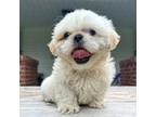 Shih Tzu Puppy for sale in Knoxville, TN, USA