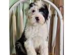 Old English Sheepdog Puppy for sale in Wooster, OH, USA